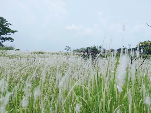 白茅草田