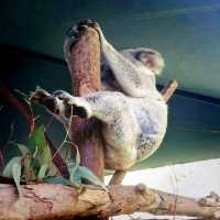 Conservation and A Zoo All In One