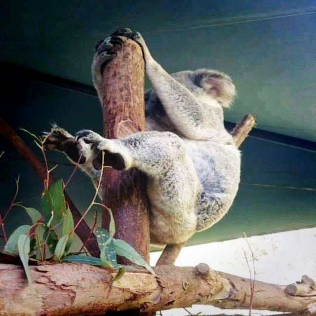 Conservation and A Zoo All In One