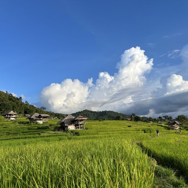 นาขั้นบันได ป่าบงเปียง, Chiangmai, Thailand 
