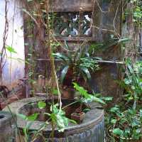 The Baboon House