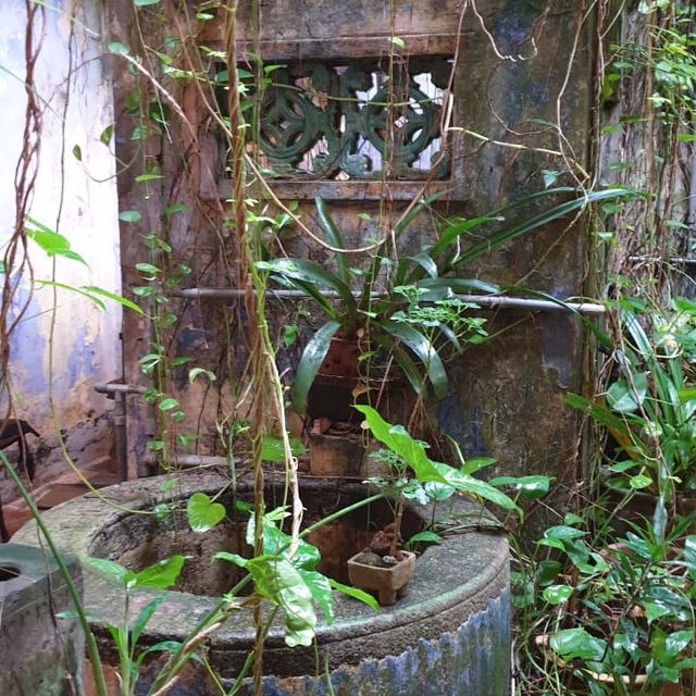 The Baboon House