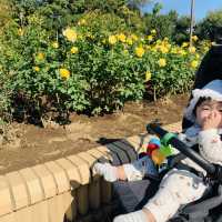 紅葉を見ることができる巨大な公園です