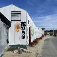 【愛知県】コキア畑で秋を体感！