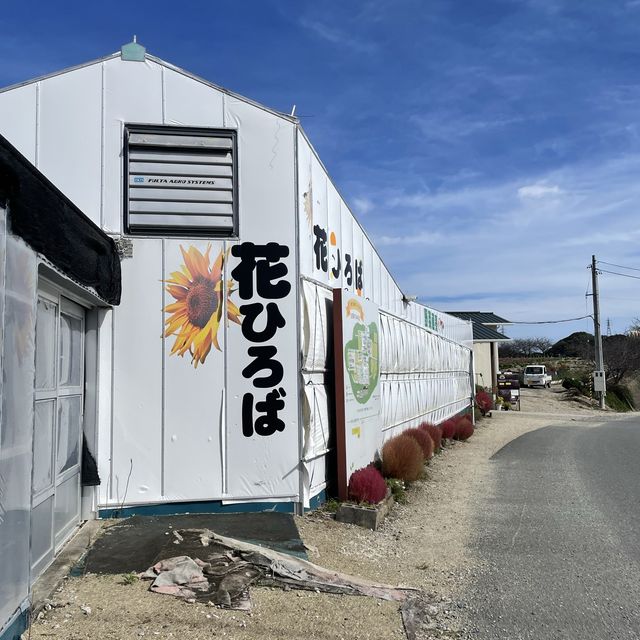 【愛知県】コキア畑で秋を体感！