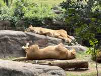 500円で見れる満足度高めの動物園🦁