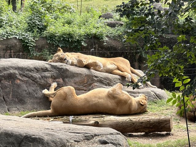 500円で見れる満足度高めの動物園🦁