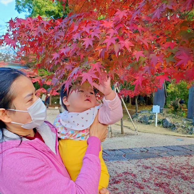 ชมใบไม้เปลี่ยนสีที่วัดtozenji🍁🍁🍁