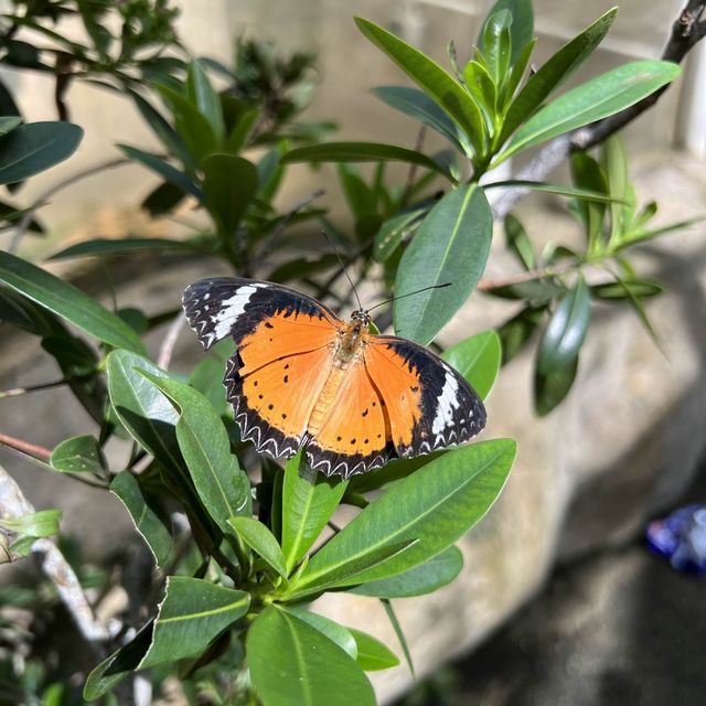 entopia penang 