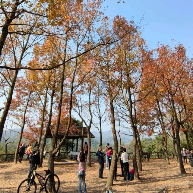 ✨打卡元朗最美紅葉楓香林🍁🍂📸✨ ✨打卡元朗最美紅葉楓香林🍁🍂📸✨