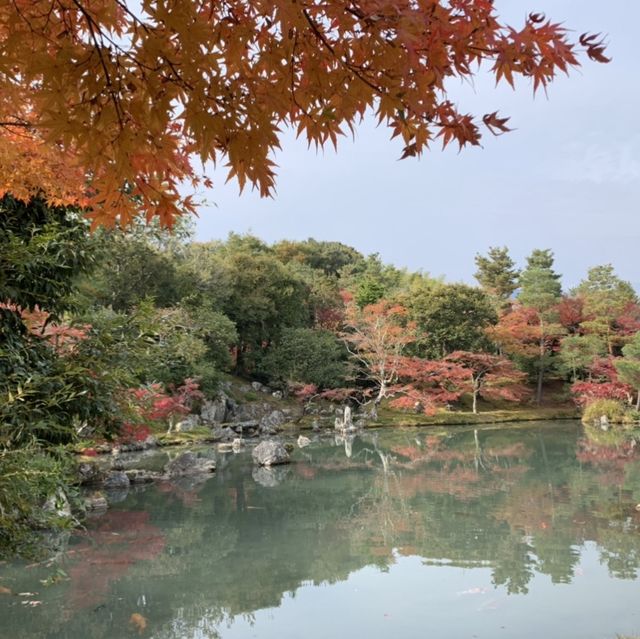 京都[紅葉めぐり] 絶景の天龍寺
