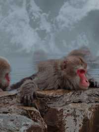 Monkey Paradise in Winter, Tokyo 