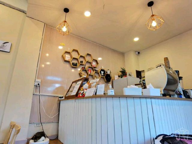 🐱 Cool Cat Cafe' คาเฟ่น้อนเหมียวใกล้มอชอ 🐱
