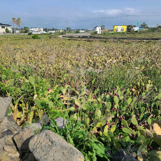 제주 선인장 마을
