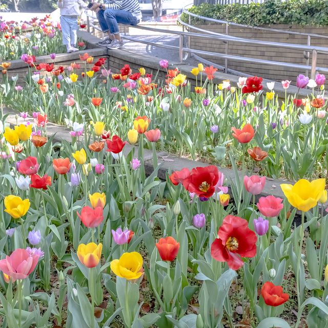 春の横浜公園の遊具エリア