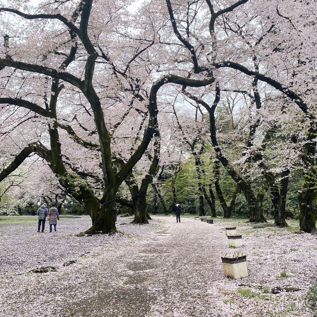 東京　新宿御苑