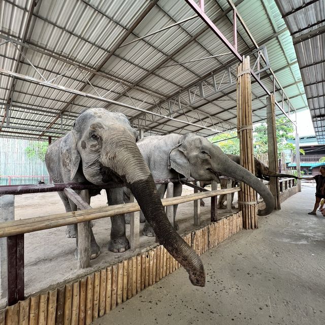 A Day with the Elephants 🐘 in Chiang Mai!