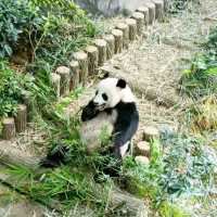 Giant Panda Forest 🐼