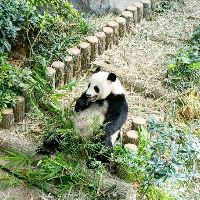 Giant Panda Forest 🐼