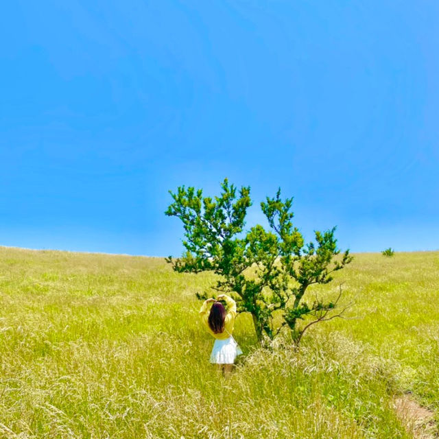 ⭐️제주 여행코스 :: 금오름, 원앤온리⭐️ | 트립닷컴 제주 ⭐️제주 여행코스 :: 금오름, 원앤온리⭐️ | 트립닷컴 제주 