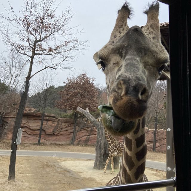 신기한 동물 가득 에버랜드