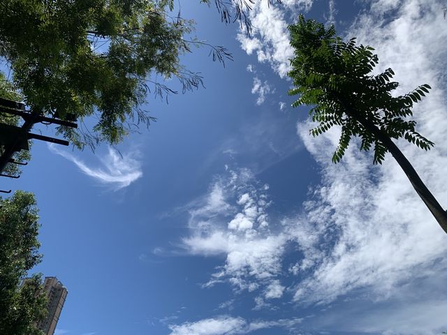 本地遊 ｜ 荔枝角公園 ｜賞花 ｜ 小百日草