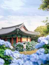 수국시즌이 돌아온다면 꼭!