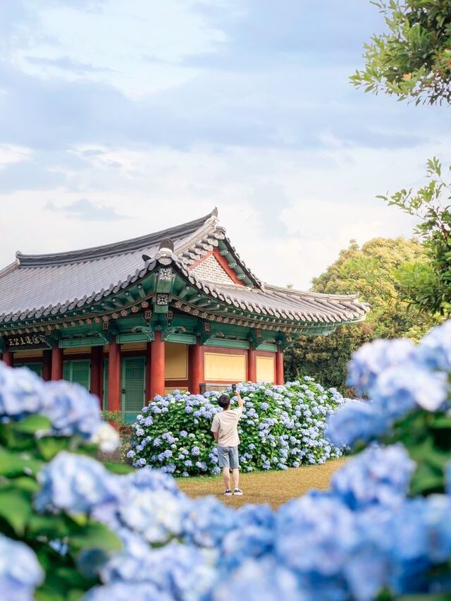 수국시즌이 돌아온다면 꼭!