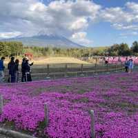 富士芝桜まつり