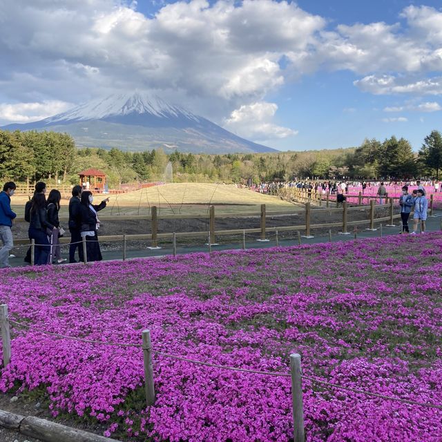 富士芝桜まつり
