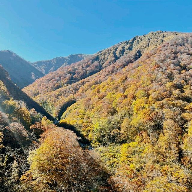 日本各地红葉