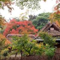 京都紅葉2022  宝厳院の素晴らしい紅葉