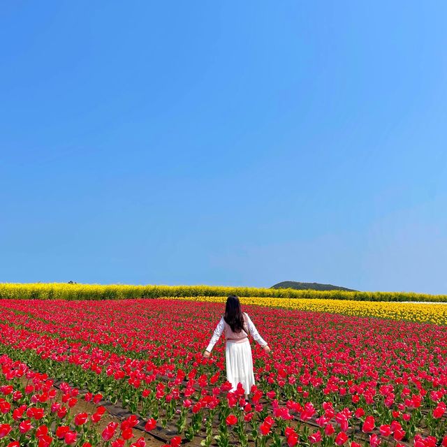 사계절이 예쁜 제주 꽃구경 명소