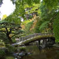 京都御所の御池の鯉