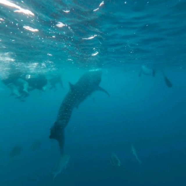 Whale Shark Watching in Oslob
