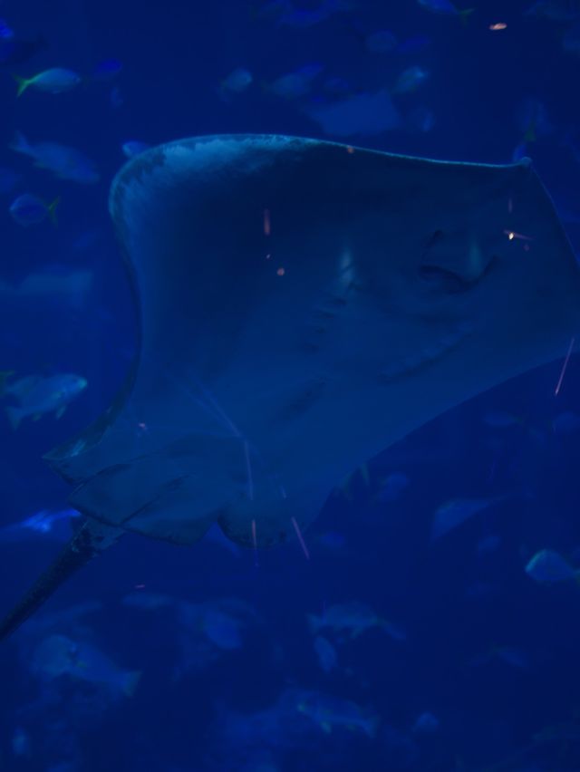 Gorgeous underwater aquarium u must visit! 