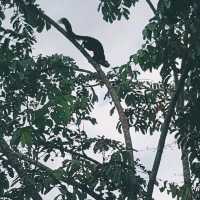 อุทยานแห่งชาติเขาใหญ่ 🌳