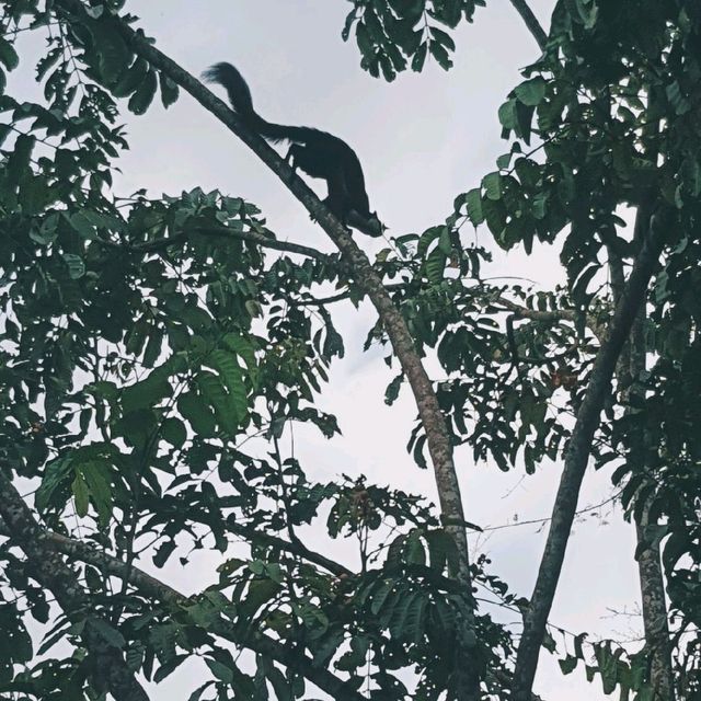 อุทยานแห่งชาติเขาใหญ่ 🌳