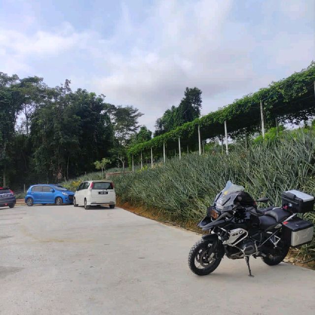 Pineapple Farm! Saudagar Nenas Cafe too! Kajang