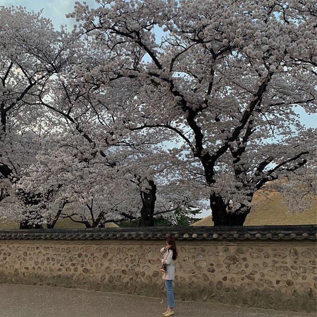 경주의 봄, 벚꽃 