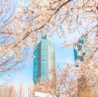 서울벚꽃 명소 서울숲