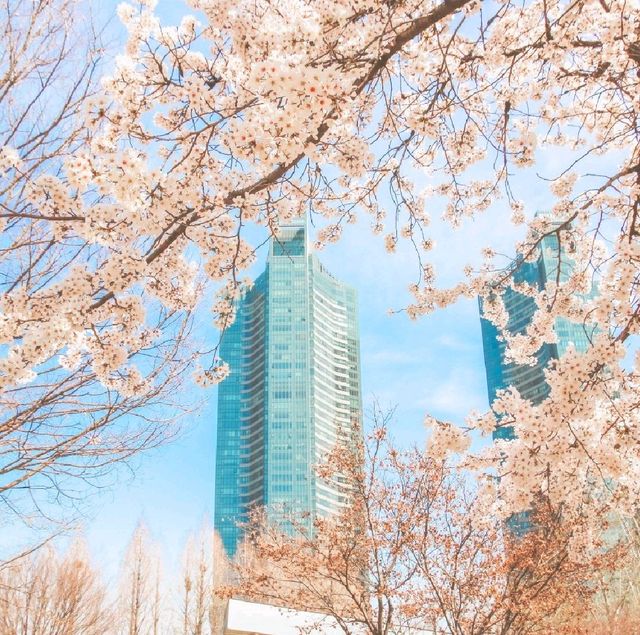 서울벚꽃 명소 서울숲