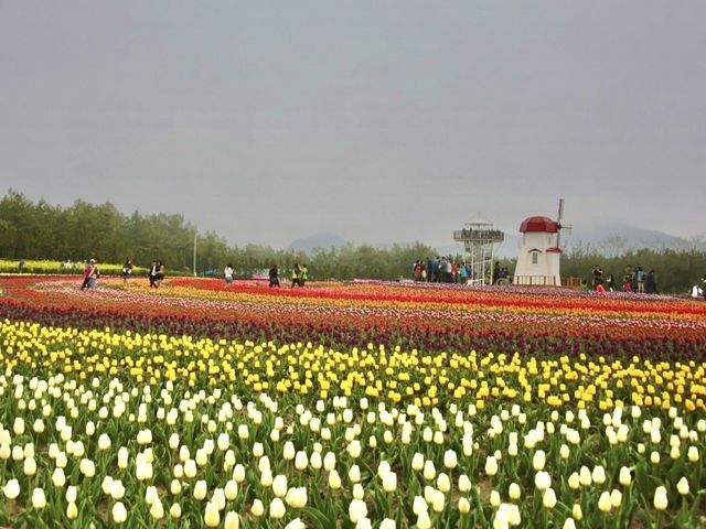 신안튤립축제