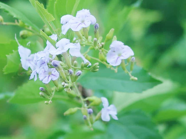 香港濕地公園