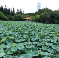 洪湖公園賞荷花🌺