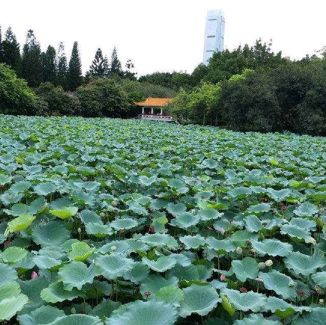 洪湖公園賞荷花🌺