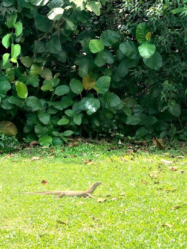 Morning Walk @BukitBatok Nature Park