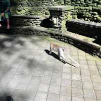 Monkey forest 