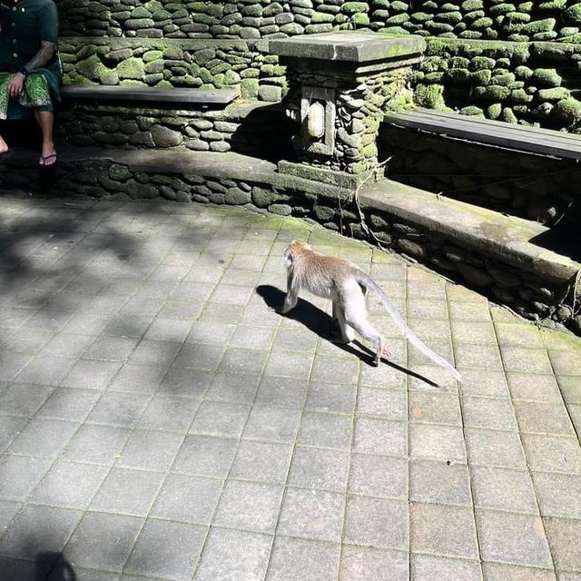 Monkey forest 