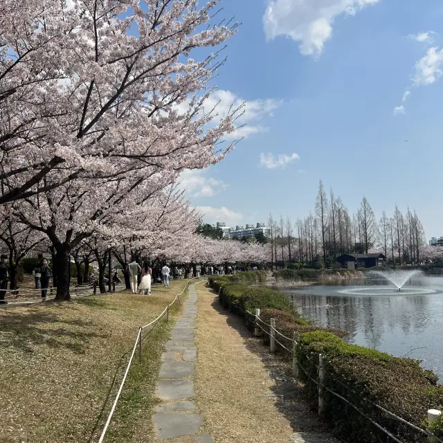 벚꽃과 튤립을 동시에 볼 수 있는 김해 연지공원